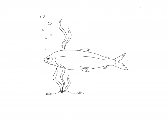Tegnet bilde av en sik som svømmer i bunnen av et vann eller elv.
