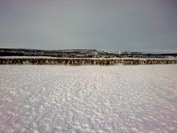 Bilde av en reinflokk i forflytning.