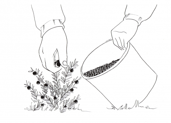 Tegning av en som plukker bær.