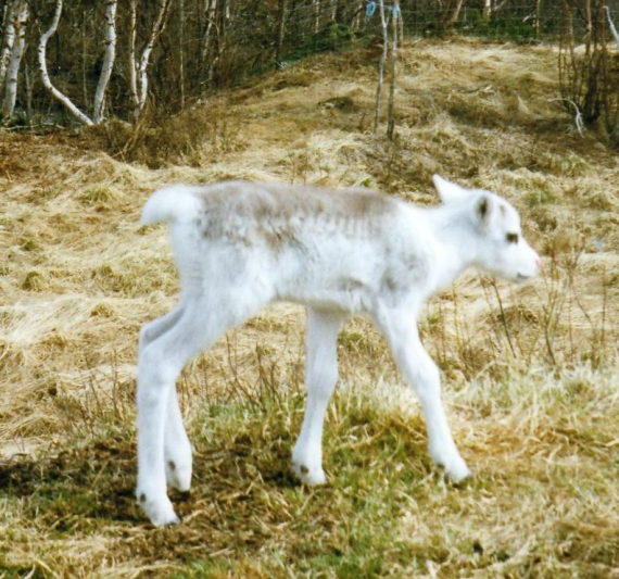 Nærbilde av en reinkalv.