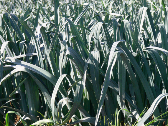 Bilde av en eng med gressløk.