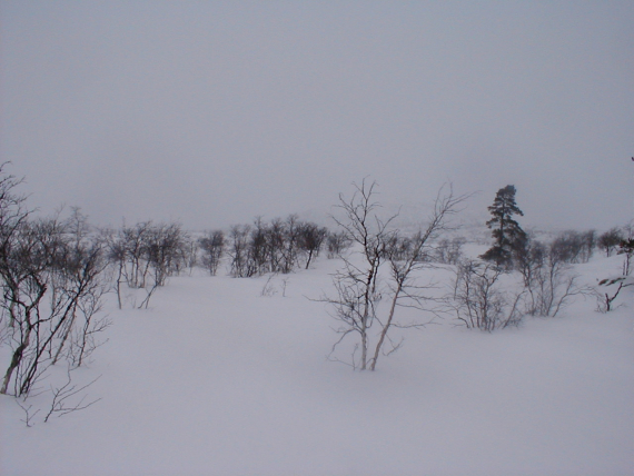 Bilde av trær i vinterlandskap.