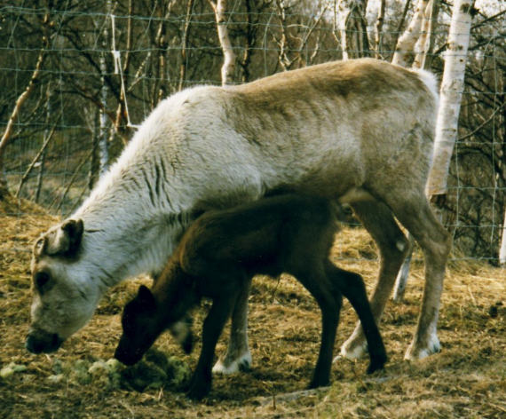 Nærbilde av to reinsdyr.