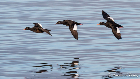Bilde av tre flygende sjøorrer.