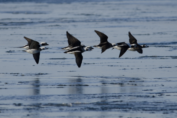 Bilde av en flokk flygende haveller.