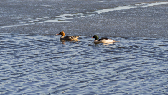 To ender på iskanten.