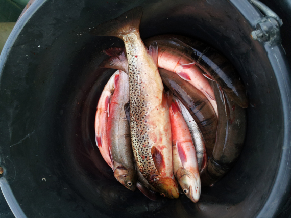 Bilde av ørret og røye i en bøtte.
