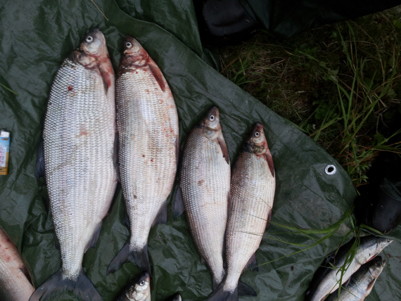 Bilde av sik på en presenning.