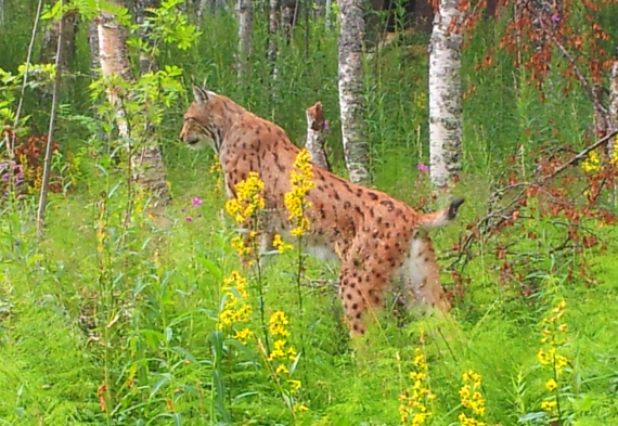Gaupe ute i naturen om sommeren.