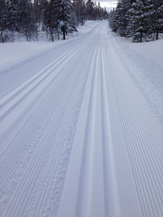 Skiløype som går gjennom en granskog.