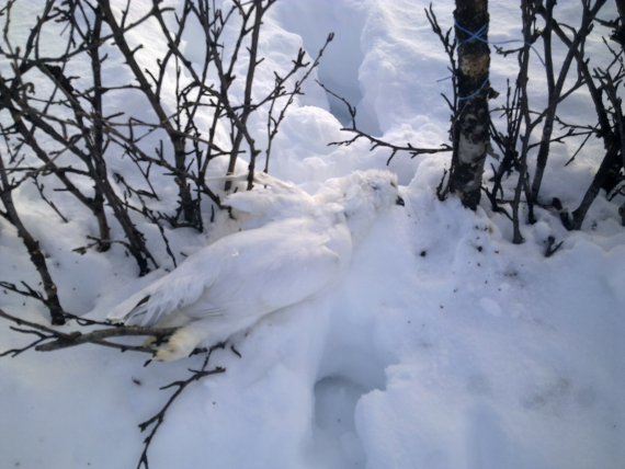 Bilde av en rype som er fanget med snare.