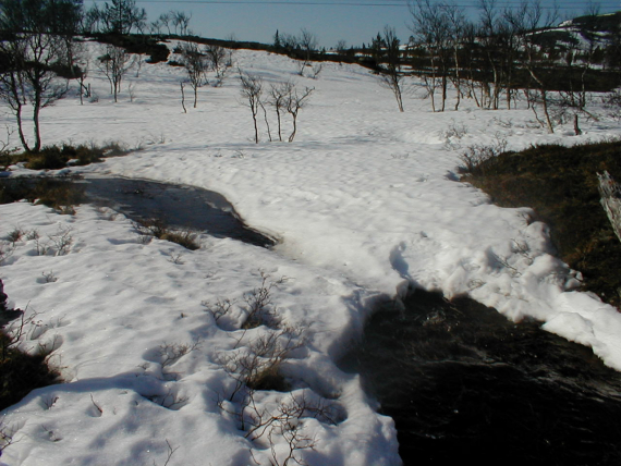 Bilde av barflekker om våren.