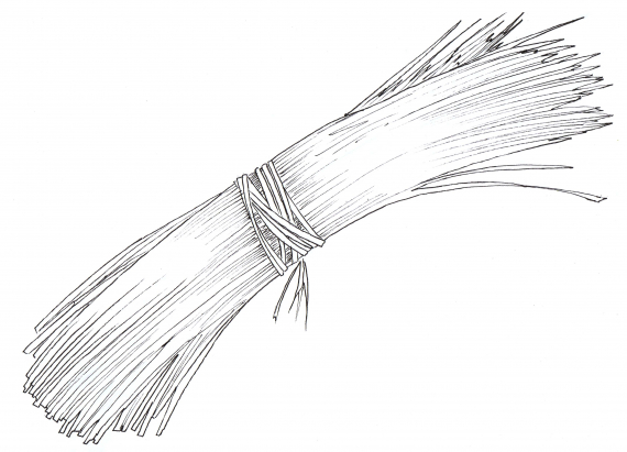 Tegning av en sennagressbunt.