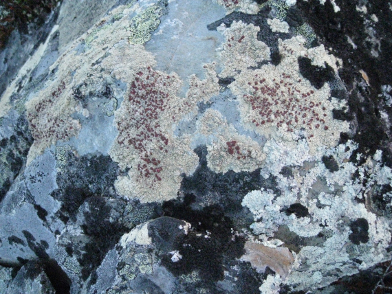 Hvit mose / sopp på en stein.