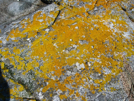 Gul mose / sopp på en stein.