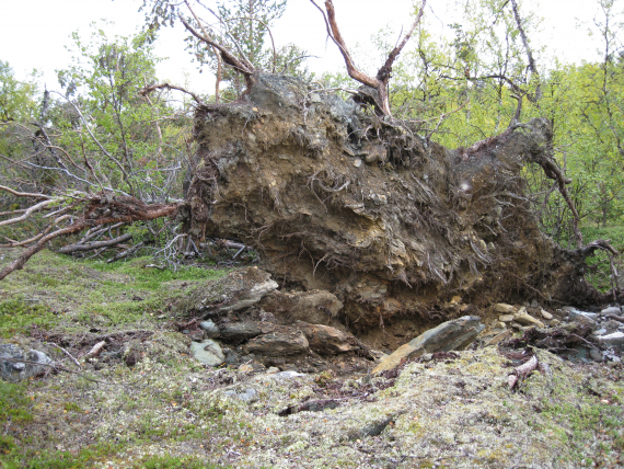 Et træ som har falt.