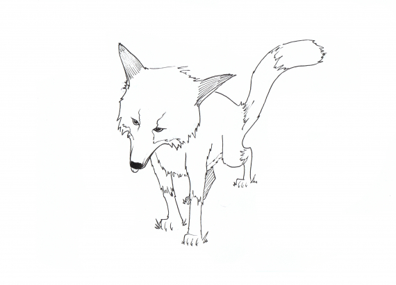 Tegning av en rødrev.