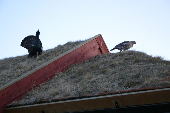 To tiur på et hustak.