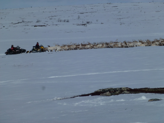 To gjetere kjører etter en reinflokk, vårflytting.