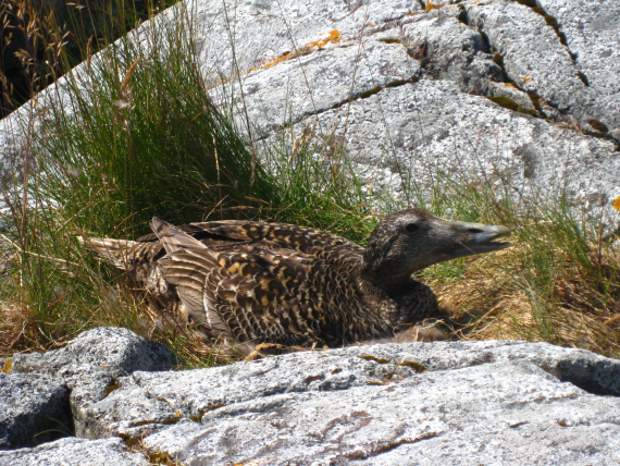 Gressand ruger på egg.