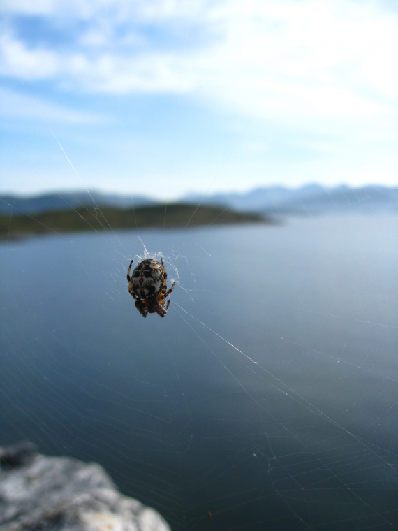 Spindelvev med edderkopp.
