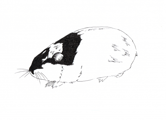 Tegning av et lemen i profil.