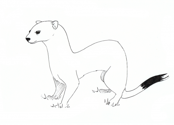 Tegning av en røyskatt i profil.