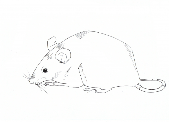 Tegning av en spissmus.