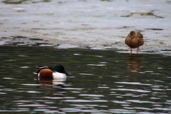 Bilde av to skjeender ved iskanten.