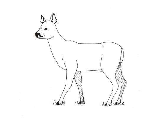 Tegning av et rådyr i profil.