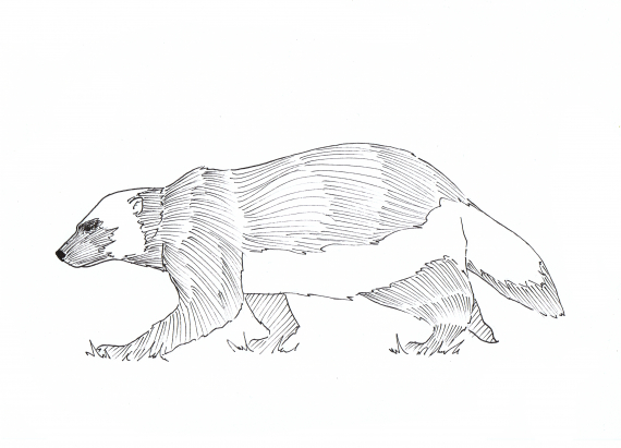 Tegning av en jerv i profil.