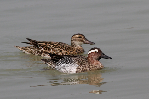 Bilde av to knekkender som svømmer.