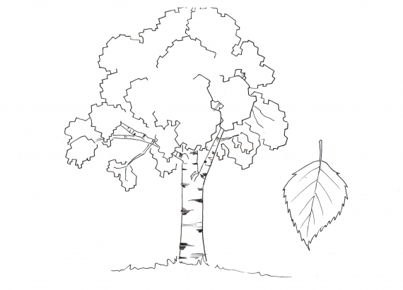 Tegning av et helt bjørketre og dens blad.