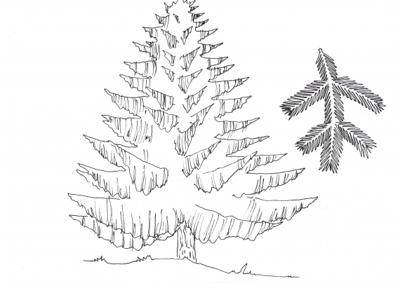Tegning av et helt grantre og dens nåler.