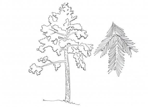 Tegning av et helt furutre.