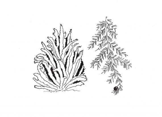 Tegning av en einebusk.