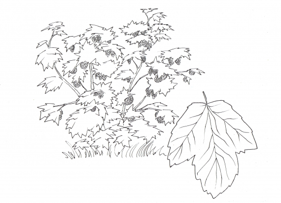 Tegning av en stor ripsbusk med masse bær.