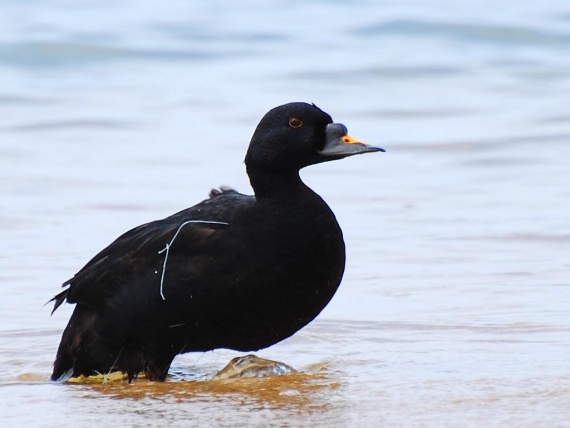Bilde av en svartand i hel figur delvis stående på land.