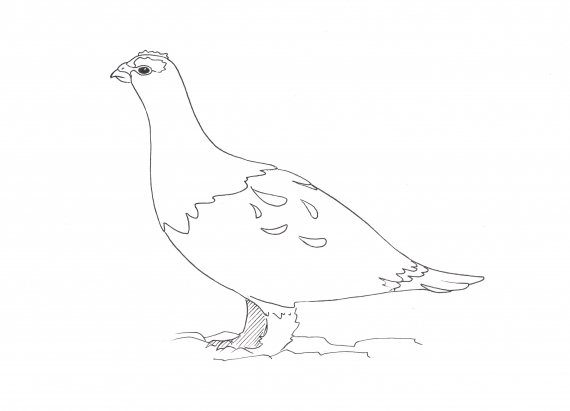 Tegning av en rype i profil.