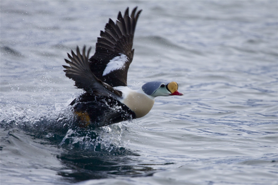 Bilde av en praktærfugl som starter sin flygetur.