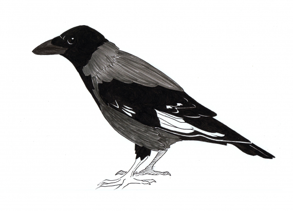 Tegning av en kråke i profil.
