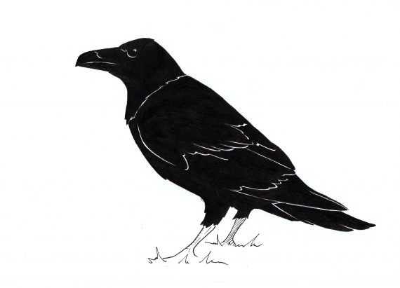 Tegning av en ravn i profil.
