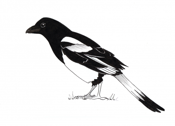 Tegning av en skjære i profil.