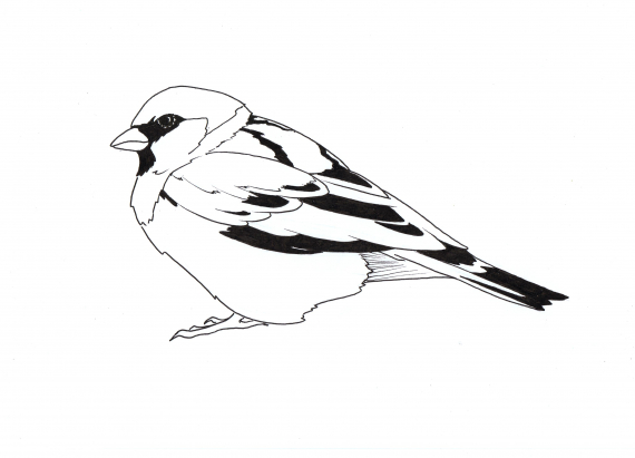 Tegning av en spurv i profil.