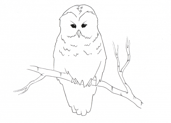 Tegning av en ugle som sitter på en grein.
