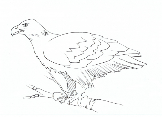 Tegning av en ørn som sitter på et gren.