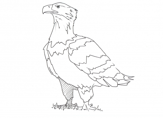 Tegning av en ørn i profil.