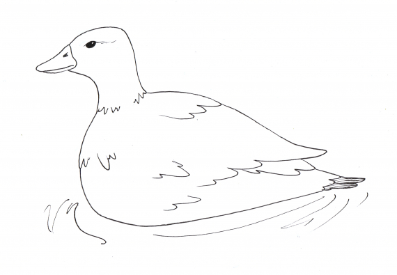 Tegning av en ho stjertand som svømmer i vannet. 