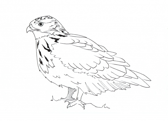 Tegning av en falk som står i profil.