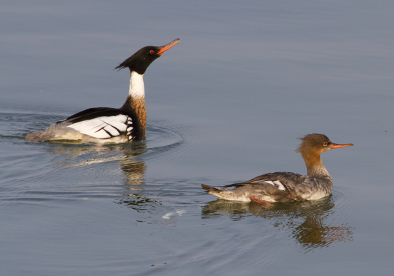 Bilde av to silender som svømmer.